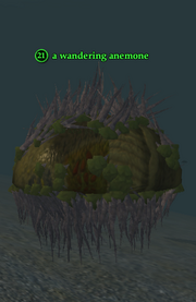 A wandering anemone