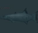 A sand pike