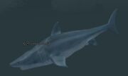 A whale shark