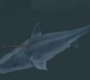 A whale shark