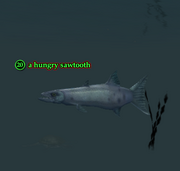 A hungry sawtooth