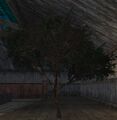 Savannah tree (Visible).jpg
