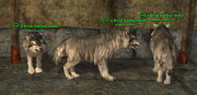 Wolf (Berserker) Placed