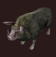 Wild Boar