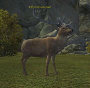 A backwoods stag