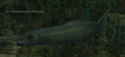 A monstrous sewer barracuda