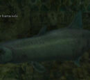 A monstrous sewer barracuda