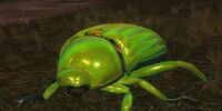 A steppe beetle