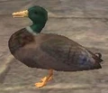 A duck (East Freeport).jpg