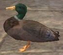 A duck (East Freeport)