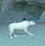An icemane cub