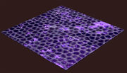 Plum-stained-glass-square