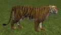 Race tiger.jpg