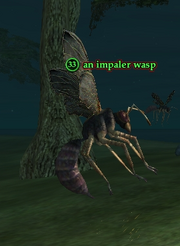 An impaler wasp