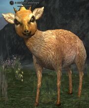 Mature antelope