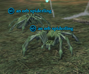 An orb spiderling
