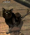 A kitten (NPC).jpg