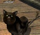 A kitten (NPC)