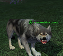 A mountain coyote