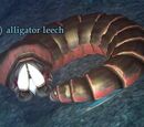 Alligator leech