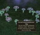 Moonlight Enchantments