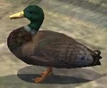 A duck (CL).jpg