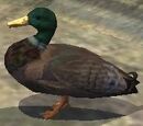 A duck (CL)