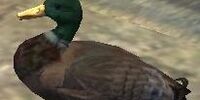 A duck (CL)
