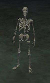 Undead Knight IV (Apprentice)