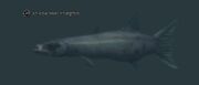 An edacious sharpfin