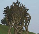 The Ancient Twisted Root