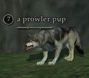 A prowler pup
