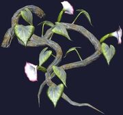 Wild trumpetflower vine (Visible)