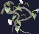 Wild trumpetflower vine