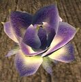 Faeflower blossom (Visible).jpg