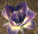 Faeflower blossom