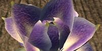 Faeflower blossom