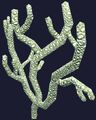 Coral frond (Visible).jpg