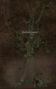 Birchbark Oakleaf