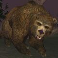 Race bear.jpg
