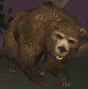 Race bear