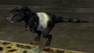 Stripped Baby Bovoch