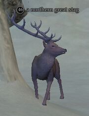 A northern great stag