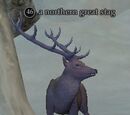 A northern great stag