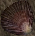 Mussel shell (Visible).jpg