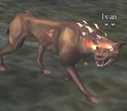 Ivan