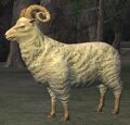 Race sheep.jpg