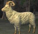 A wooly grazer