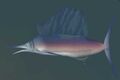 Race swordfish.jpg
