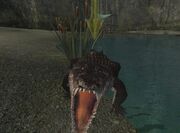 A marsh crocodile